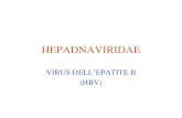 HEPADNAVIRIDAE VIRUS DELL’EPATITE B (HBV). HBV Notizie Storiche Distinzione originaria tra epatite del siero ed epatite infettiva (anni ‘30) quando si.