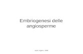 Gerd Jrgens, 1996 Embriogenesi delle angiosperme.