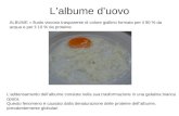 L’albume d’uovo ALBUME = fluido viscoso trasparente di colore giallino formato per il 90 % da acqua e per il 10 % da proteine L’addensamento dell’albume.