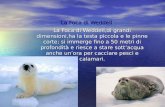 La Foca di Weddell La Foca di Weddell,di grandi dimensioni,ha la testa piccola e le pinne corte; si immerge fino a 50 metri di profondità e riesce a stare.