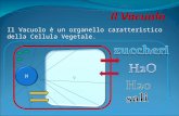 Il Vacuolo è un organello caratteristico della Cellula Vegetale.