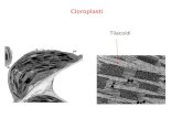 Cloroplasti Tilacoidi PLASTIDI: Cloroplasti: clorofilla; fotosintesi Cromoplasti : carotenoidi; colorazione di frutti e fiori Leucoplasti:( amiloplasti);