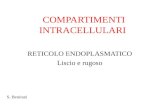 COMPARTIMENTI INTRACELLULARI RETICOLO ENDOPLASMATICO Liscio e rugoso S. Beninati.