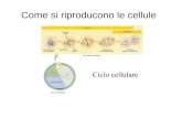 Come si riproducono le cellule. Nelle cellule la riproduzione avviene per scissione binaria, cioè ogni cellula dà origine a due cellule figlie che presentano.