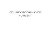 CICLI BIOGEOCHIMICI DEI NUTRIENTI. Porzione disponibile per l’Ecosistema Produttori primari ConsumatoriDecompositori Serbatoio ambientale del nutriente.