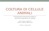 COLTURA DI CELLULE ANIMALI Conoscenze teoriche di base e tecniche operative (2 a parte) Dott. Adriano Angelucci adriano.angelucci@univaq.it LTCMA – Aprile.