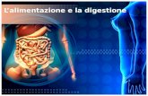 L’alimentazione e la digestione