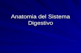 Anatomia del sistema digestivo.ppt 3