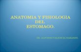 Tema 6. anatomia y fisiologia del estomago.