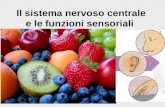 Il Sistema Nervoso Sensoriale