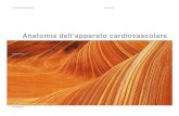 Anatomia dell'apparato cardiovascolare