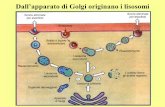 CITOLOGIA Lezione 5 Organuli-Nucleo