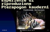Esperienze Di Riproduzione Pterapogon Kauderni