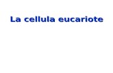 Struttura della cellula eucariote