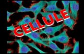 la cellula