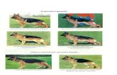 Addestramento cani - Proporzioni generali -cifosi e discontinuità del profilo dorsale