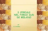 Cereali nel parco sud di Milano