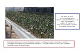 Arboricoltura Morini-Tecniche di propagazione terza parte