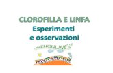 Clorofilla e linfa: esperimenti