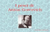 Pesci Anton Gorcevich