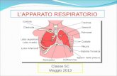 App. respiratorio. (2)
