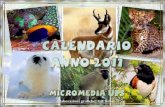 Calendario 2011 animali