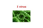 Intro virus