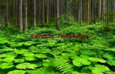 La foresta temperata
