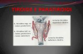 Tiroide e paratiroidi