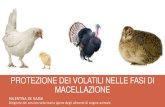 5 20130413 protezione_dei_volatili_alla_macellazione-.-valentina_de-nadai
