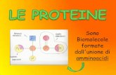 3 proteine
