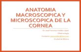 Anatomia macroscopica y microscopica de la cornea