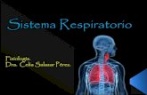 Sistema respiratorio anatomia y fisiologia