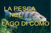 La pesca nel Lago di Como
