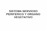Sistema nervioso periferico y organo vegetativo
