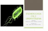 Escherichia coli uropatógena