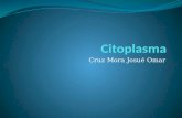 Citoplasma y Nucleo