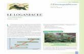 Loganeaceae Notes