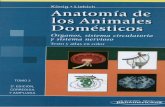 Anatomia Veterinaria - Köning TOMO 2