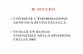 Nucleo e Genoma