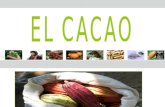 Cacao Basico