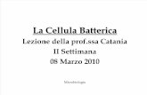 Cellula Batterica