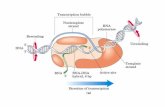 CH26 Metabolismo Del RNA