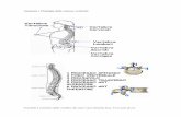 57067041 Anatomia e Fisiologia Della Colonna Vertebrale