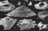Malacofauna Dello Stratotipo Piacenziano, Pliocene di Castell'Arquato; Erminio Caprotti, 1976