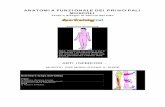 [eBook - Med] Ortopedia - Anatomia Funzionale Dei Principali Muscoli