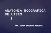 Anatomia ecografica de utero