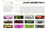 Piante Grasse e Succulente_ Foto, Descrizioni, Coltivazione e Vendita