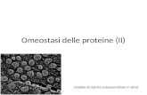 Omeostasi delle proteine (II) (Gabbie di clatrina autoassemblate in vitro)