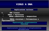1 VIRUS A DNA Replicazione nucleare e citoplasmatica HEPADNAVIRUS Replicazione nucleare Replicazione citoplasmatica POXVIRUS - DNAss = Parvovirus - DNAds.
